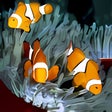 Icône du programme : Coral Reef