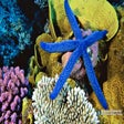Ícone do programa: Coral Reef