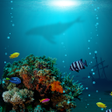 Icon of program: Under the Sea