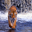 Иконка программы: Tiger Wallpapers HD