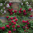 أيقونة البرنامج: Rose Garden