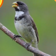أيقونة البرنامج: Canto Coleiro Tui Tui