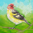 程序图标: Birdfull