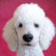 Ícone do programa: PuppyCam