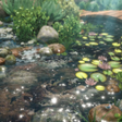 ไอคอนของโปรแกรม: Koi Pond Bridge Live Wall…