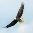 プログラムのアイコン：Eagle Wallpapers
