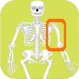 程序图标:Skeleton bones guess what…