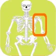 Skeleton bones guess what it is