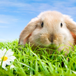 Biểu tượng của chương trình: Rabbit Live Wallpaper