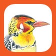 程序图标：eGuide to Birds of East A…