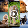 プログラムのアイコン：Animal Video Live Wallpap…
