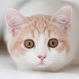 프로그램 아이콘: Cat Dog Sounds