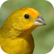 ไอคอนของโปรแกรม: Canary bird singing
