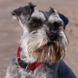 プログラムのアイコン：Miniature Schnauzer Dog H…