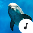 Symbol des Programms: Dolphin Sounds