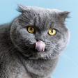 Icon of program: Cat Sounds