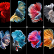 程序图标：Betta Fish Wallpaper