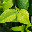Icon of program: Beautiful Spring Wallpape…