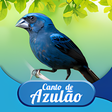 Icon of program: Canto de Azulão