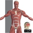 Icon of program: Visual Anatomy