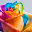 Ícone do programa: Flower Wallpapers  Floral…