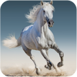 プログラムのアイコン：Horse Wallpapers