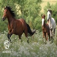 Horse Wallpaper New Tab