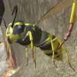 Wasp Nest Simulation Full