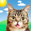 Lil BUB Cat Weather Report