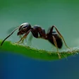 プログラムのアイコン: Ant Wallpaper