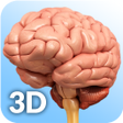 أيقونة البرنامج: Brain Anatomy Pro.