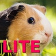 أيقونة البرنامج: Guinea Pig Jigsaw Puzzle …