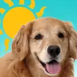 Sundoggy