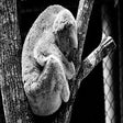 Icon of program: Cute Koalas