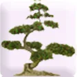 程序图标：Mindful Attitude: Qi Gong…