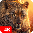 أيقونة البرنامج: Animal Wallpapers 4K