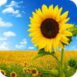 Sunflower Wallpaper HD icon