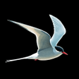 Icoon van programma: Collins Bird Guide