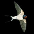 Ikona programu: Collins Bird Guide