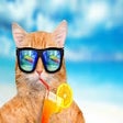 程序图标：Summer Wallpaper