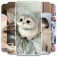 Icon of program: Cute Kitten Wallpaper