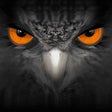 Ikon program: EagleEyes-plus
