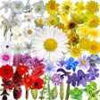 プログラムのアイコン：Whats that flower