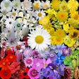 Icon of program: Whats that flower