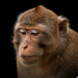 程序图标：Monkey Sounds