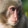 程序图标：Monkey Sounds