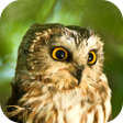 프로그램 아이콘: Owl Sounds