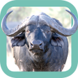 Icon of program: Sasol Wildlife for Beginn…