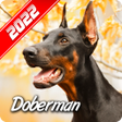 Иконка программы: Doberman Wallpaper