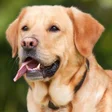 Icon of program: Dog Sounds - Barking Ring…